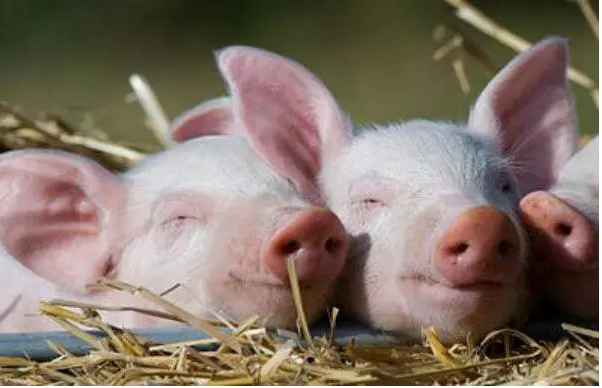 农村生猪养殖发病论文发表原因