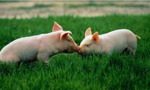 农村生猪养殖中常见疾病的综合预防论文发表对策