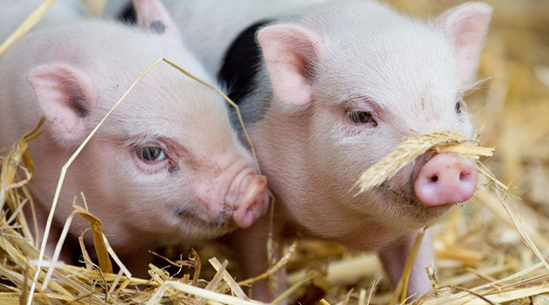 生猪几种常见疾病的治疗论文发表措施
