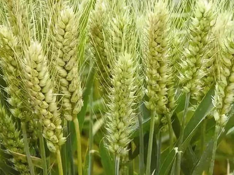 现代化植保技术在小麦高产栽培中的应用及前景论文发表展望